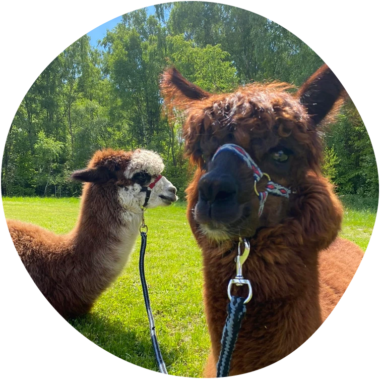O nas - Alpaki z Jury